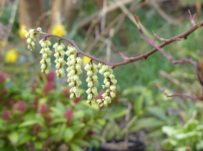 2023-03-25 Stachyurus 'Devon Purple'.jpg
