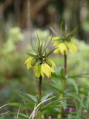 2023-03-25 Fritillaria 'Helena'.jpg