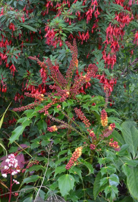 Mahonia-Cabaret.22-2.jpg