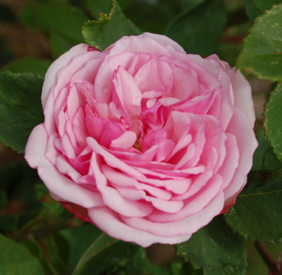 Lisette_de_Beranger_0010__K_23840.jpg