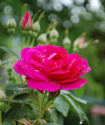 Amadis_0010__K1_23597.jpg