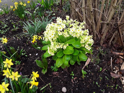 Primula.jpg