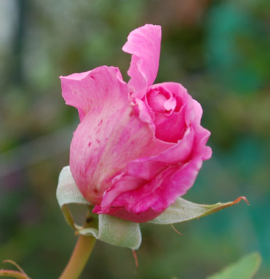 nicht_Princesse_de_Sagan_0010__R_38821.jpg