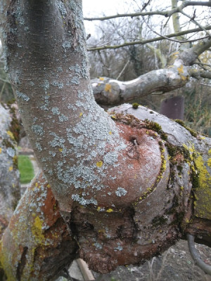 Jonagold Mitteltrieb neu.jpg