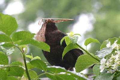 Frau_Amsel_schimpft.jpg