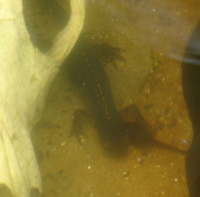 bergmolch-002.jpg