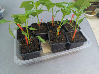 Blockpaprika_20230326.jpg