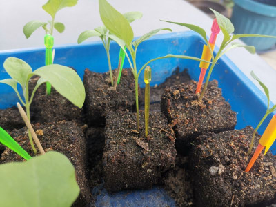 Spitzpaprika_20230326.jpg