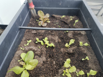 Pflücksalat_20230326.jpg