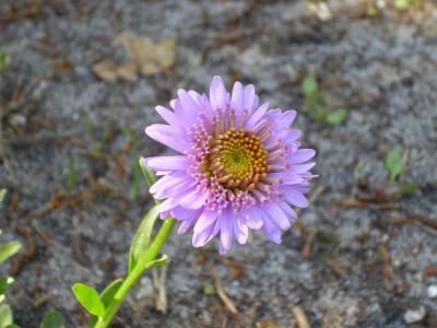 25.Mai_2008_074_kl.31_Aster_alp._Antje_Einzelbl._Beginn.JPG