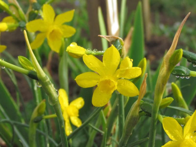 k jonquilla henriquii.JPG