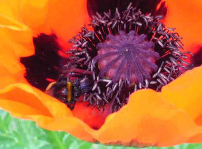 bonn_boga_mohn_hummel.JPG