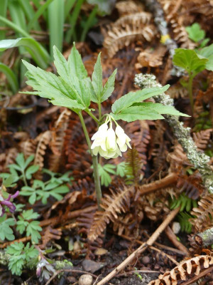 2023-03-26 Cardamine enneaphyllos.jpg