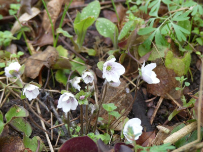2023-03-26 Hepatica 1.jpg