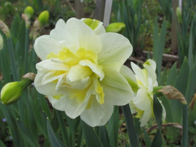 g Easter Born.JPG