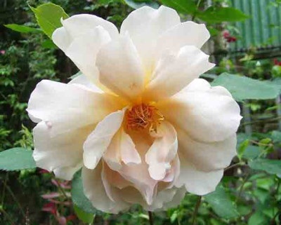 roro_julias_rose.JPG