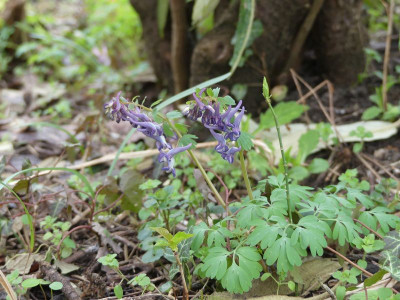 2023-03-26 Corydalis solida 5.jpg