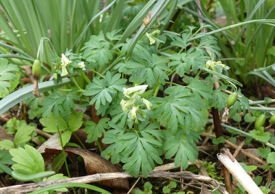 2023-03-26 Corydalis solida 2.jpg