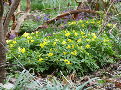 2023-03-26 Anemone ranunculoide 1.jpg