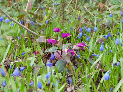 2023-03-26 Cyclamen coum.jpg