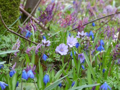 2023-03-26 Hepatica 2.jpg