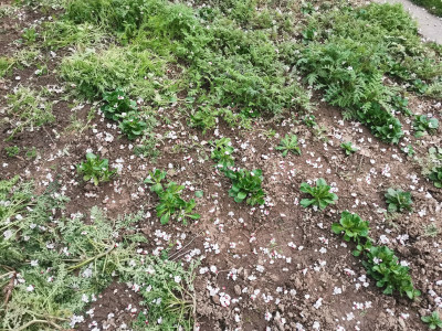 Feldsalat Phacelia 20230320.jpeg