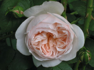 Glamis_Castle_Ende_Mai_08.jpg