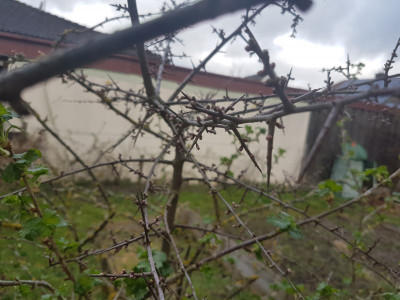 stachelbeere5.jpg