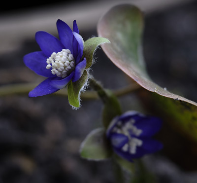 DSC_7339_DxO.jpg