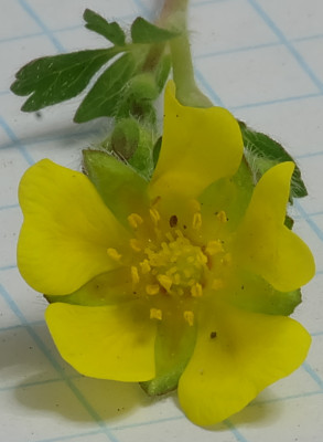 DSCF3523bearb.JPG