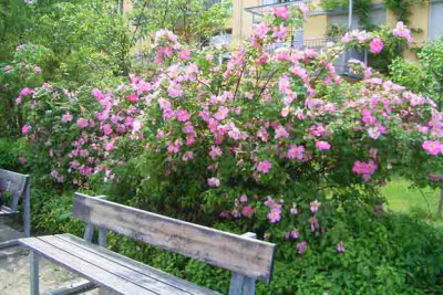 Hundsrose_Spielplatz_ganz.JPG