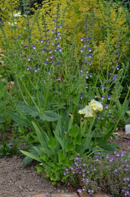 Salvia_nemerosa-Madeline.20-1.jpg