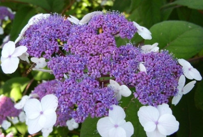 14.06.06_Hydrangea_asp.macro.65.JPG