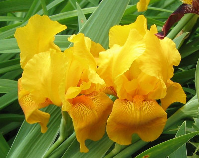 Iris-gelb_20080524.jpg
