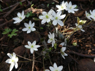 Hep. nobilis 'oelands Weiße'.jpg
