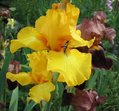 Iris-gelb_20080525.jpg