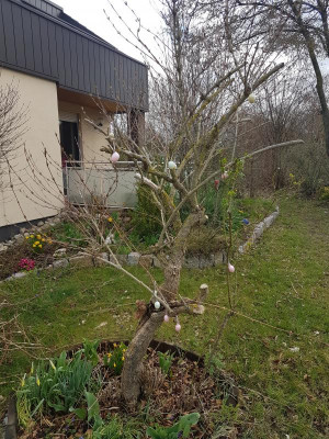 zierbaum1.jpg