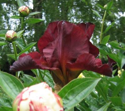Iris-braun_20080524.jpg