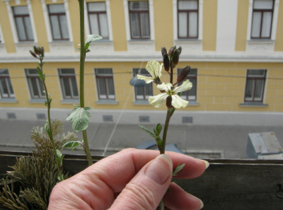 230328_rukolabluete.jpg