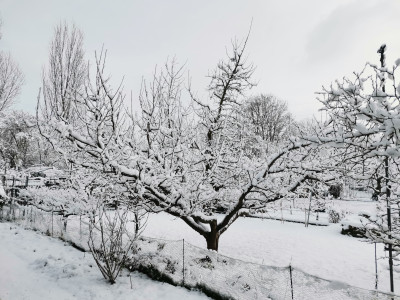 Apel Schnee.jpeg