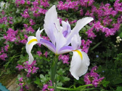 Iris_dogwood.jpg