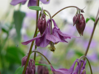 Aquilegia_atrata.JPG