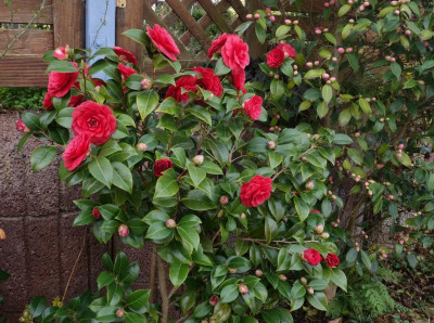 Camellia-BlackLace.23-1.jpg
