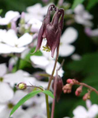 Aquilegia_atrata_2.JPG