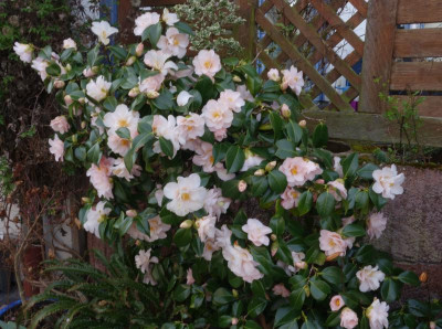 Camellia-Hagoromo.23-2.jpg
