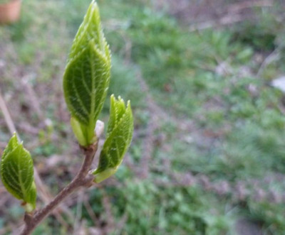 P1240331.JPG