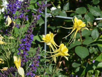 Aquilegia_caerulea.21-2.jpg