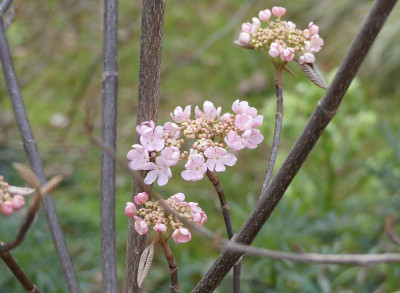 2023-03-28 Viburnum furcatum 'Pink Parasol'.jpg