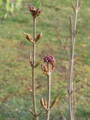 2023-03-28 Syringa pekinensis 'Gimborn's China Pearl'.jpg