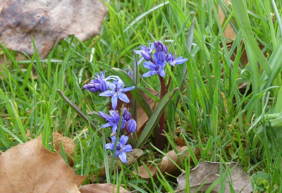 2023-03-28 Scilla bifolia 1.jpg
